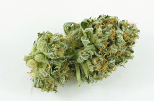Chronic Ryder